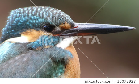 翠鳥 翠鳥 10072928