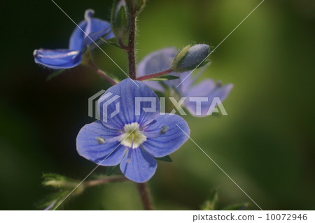 波斯Speedwell 10072946