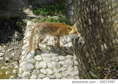 一隻狐狸 10072997