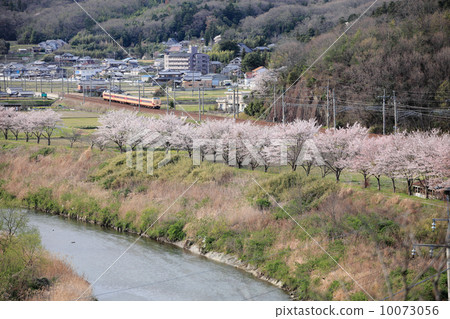 櫻花色和民族鐵色 10073056