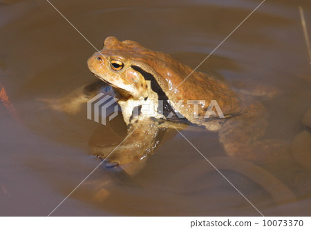 Spawning of the toad beetle 10073370