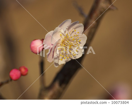 Ume淡粉色的花朵和花蕾 10073804