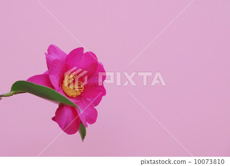 Flower Background Material · Floral camellia flower which is a hybrid of camellia and flower arrangement flowers · Pink back lateral position Flower Background Material · Floral camellia flower which is a hybrid of camellia and flower arrangement flowers · Pink back lateral position 10073810