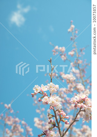 Sakura Sakura 10073857