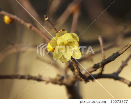 Sosin Loubai黃色花 10073877