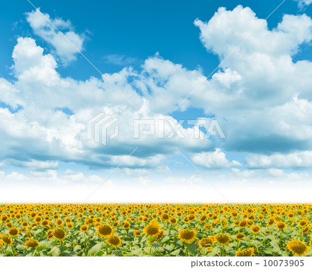 Sun Flower  10073905