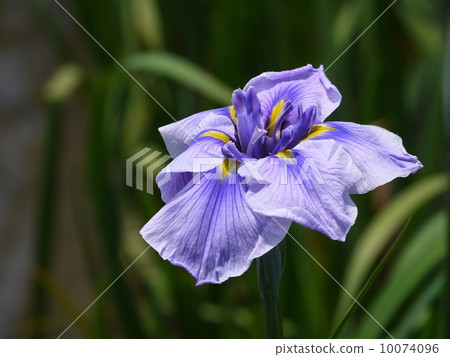 Iris Iris 10074096