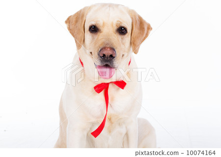 labrador dog 10074164