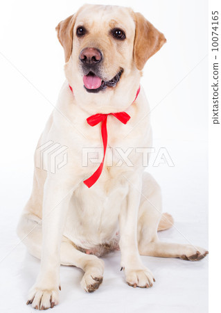 labrador dog 10074165