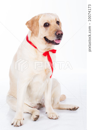 labrador dog 10074173