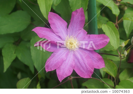 威靈仙 威靈仙 10074363