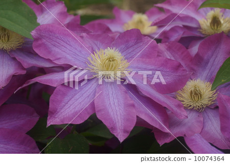 威靈仙 威靈仙 10074364