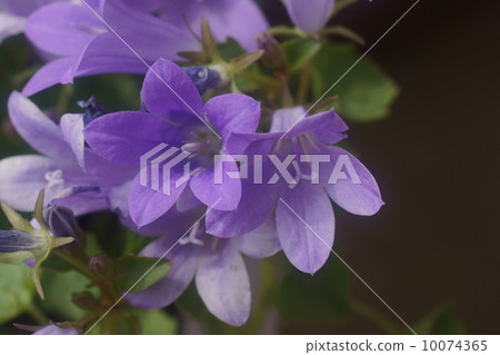 桔梗 桔梗 10074365