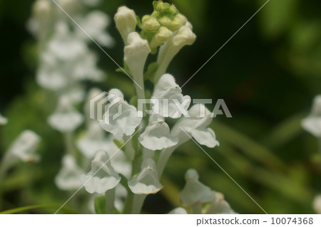 黃芩 黃芩 10074368