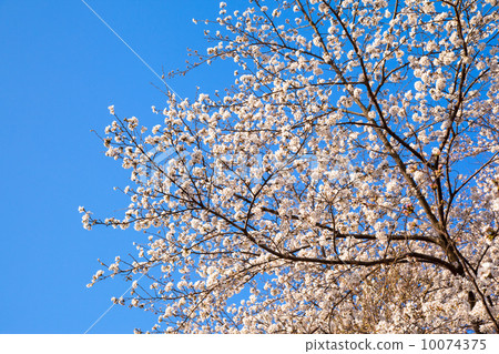 Cherry tree and blue sky Cherry tree and blue sky 10074375