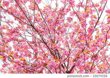 Double cherry blossoms in full bloom 10074388
