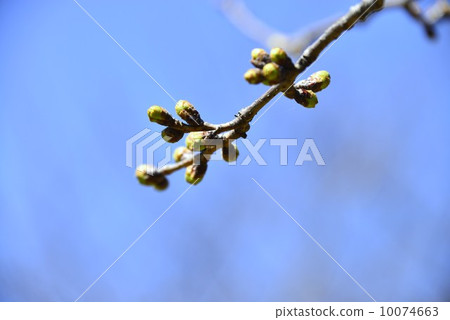 春天的腳步聲 春天的腳步聲 10074663