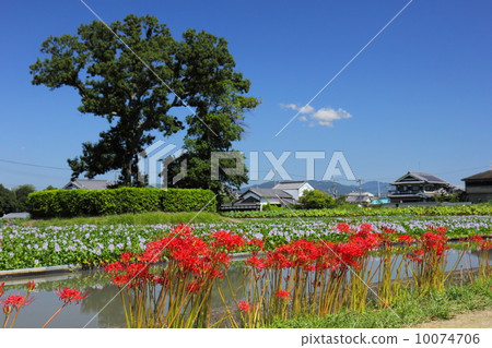 A cluster amaryllis and a water hyacinth of this Yakushiji ruins A cluster amaryllis and a water hyacinth of this Yakushiji ruins 10074706