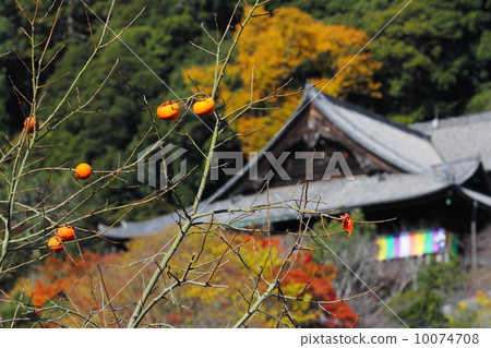 剩下的柿子和早稻田寺正殿 10074708