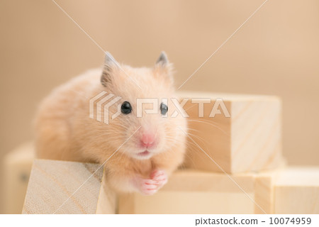Kinkama hamster playing with building blocks Kinkama hamster playing with building blocks 10074959
