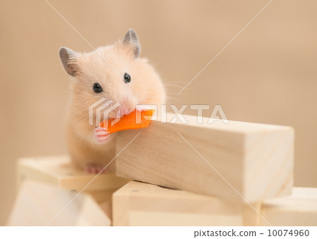 Kinkama hamster eating carrots Kinkama hamster eating carrots 10074960