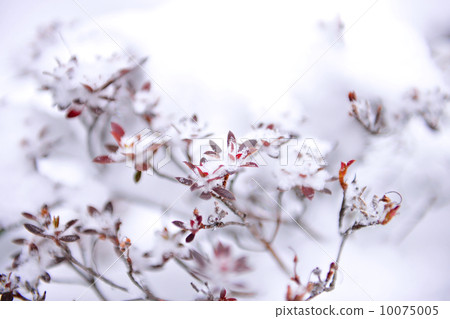 堆雪 堆雪 10075005