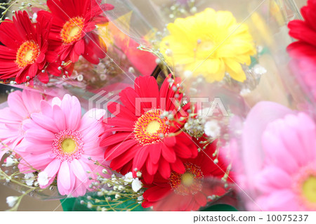 雛菊 10075237