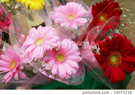 雛菊 雛菊 10075238