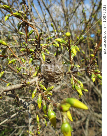Egg of spring mantis and bud of Forsythia 10075332