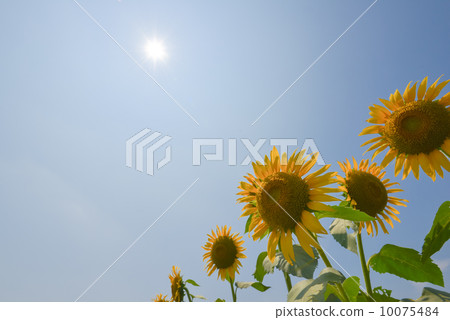 sunflower sunflower 10075484
