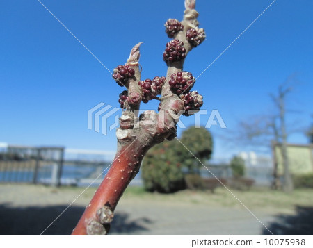 Leaf bud and flower bud 10075938