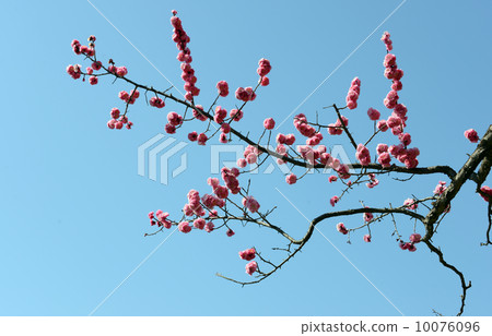 Plum (red plum) Plum (red plum) 10076096