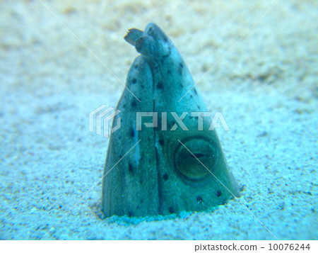 Minami Scallops Snake Snake Kerama Islands 10076244