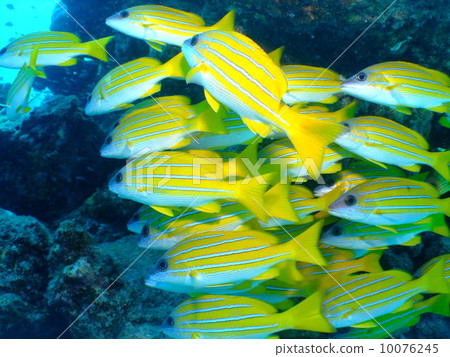 Yosugefudai 10076245