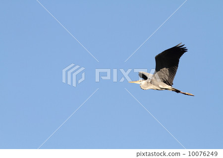 Flight of the Hawthorn 10076249