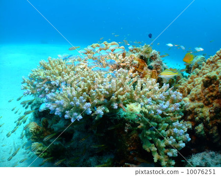沖繩縣珊瑚潛水克拉瑪島國家公園 沖繩縣珊瑚潛水克拉瑪島國家公園 10076251