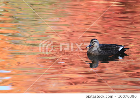 Swimming of water that glides on autumn leaves CALGAMO 10076396