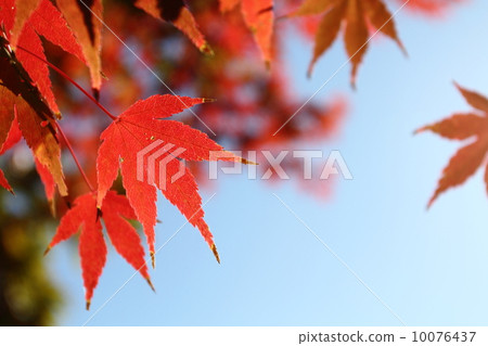秋天的樹葉 10076437