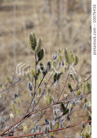 貓科動物（貓柳） 10076438