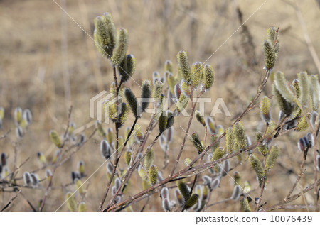 貓科動物（貓柳） 10076439