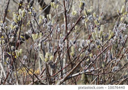 貓科動物（貓柳） 10076440