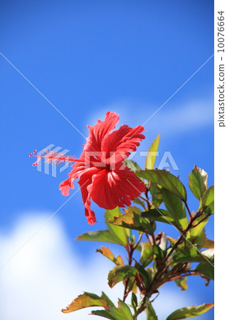 Hibiscus Hibiscus 10076664