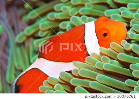Clown anemonefish 10076761