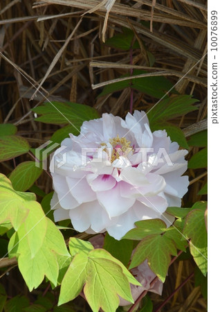 A cold peony A cold peony 10076899