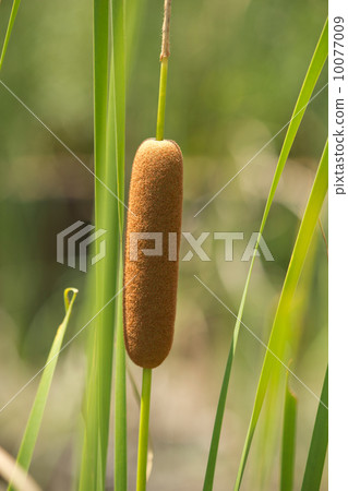 長苞香蒲 長苞香蒲 10077009