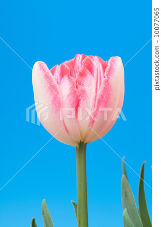 粉紅色的鬱金香 粉紅色的鬱金香 10077065