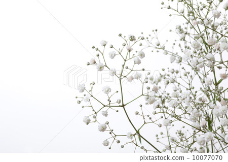 陰霾草 陰霾草 10077070