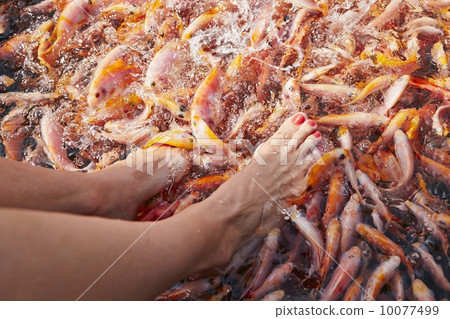 Massage by fishes 10077499