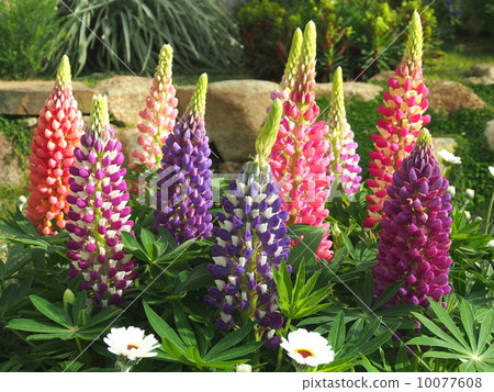 羽扇豆  羽扇豆 10077608