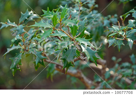 Tree · holly family Mochsei family 10077708